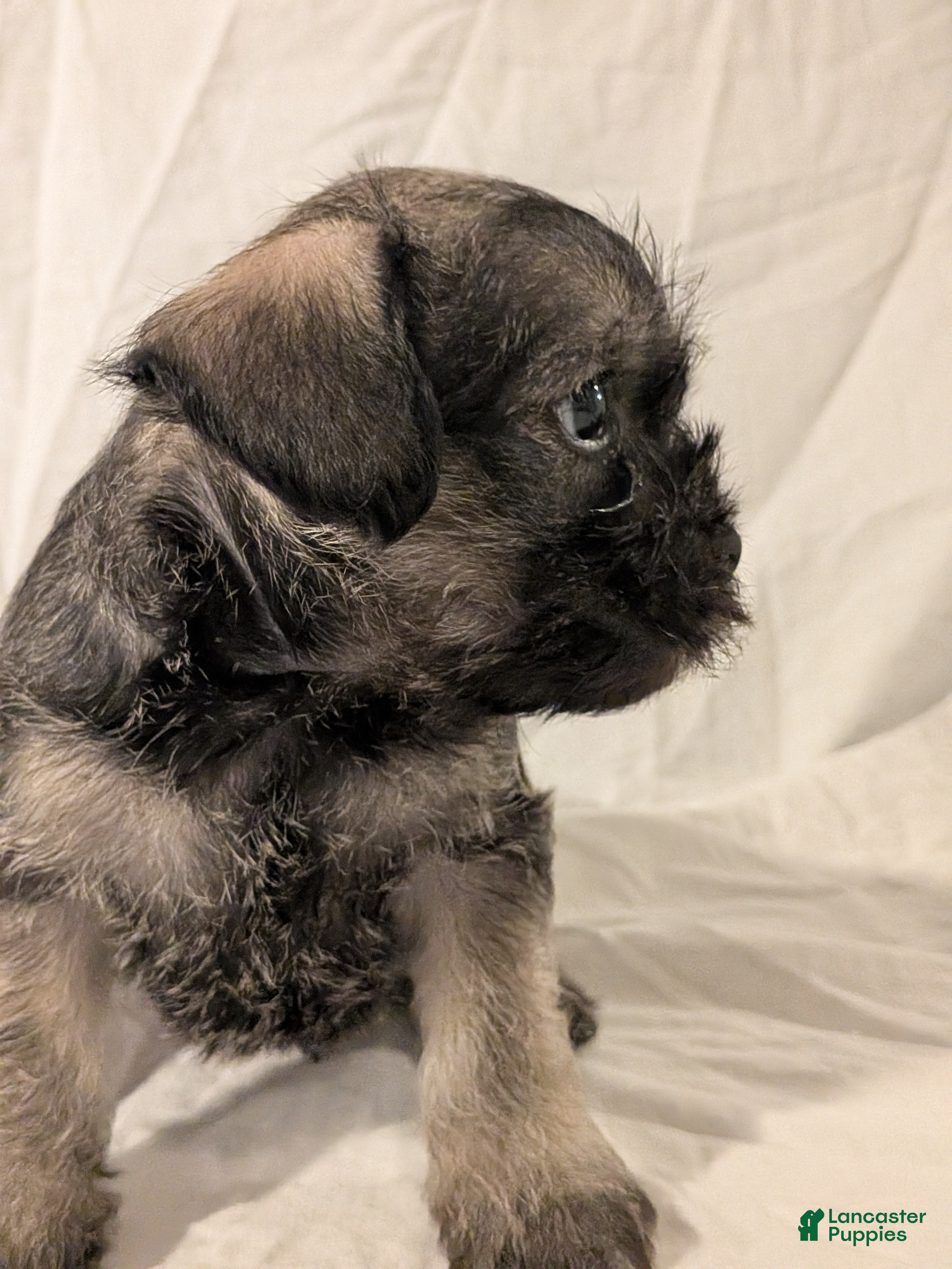 Mixed Breed dogs Sandy - Ad 2