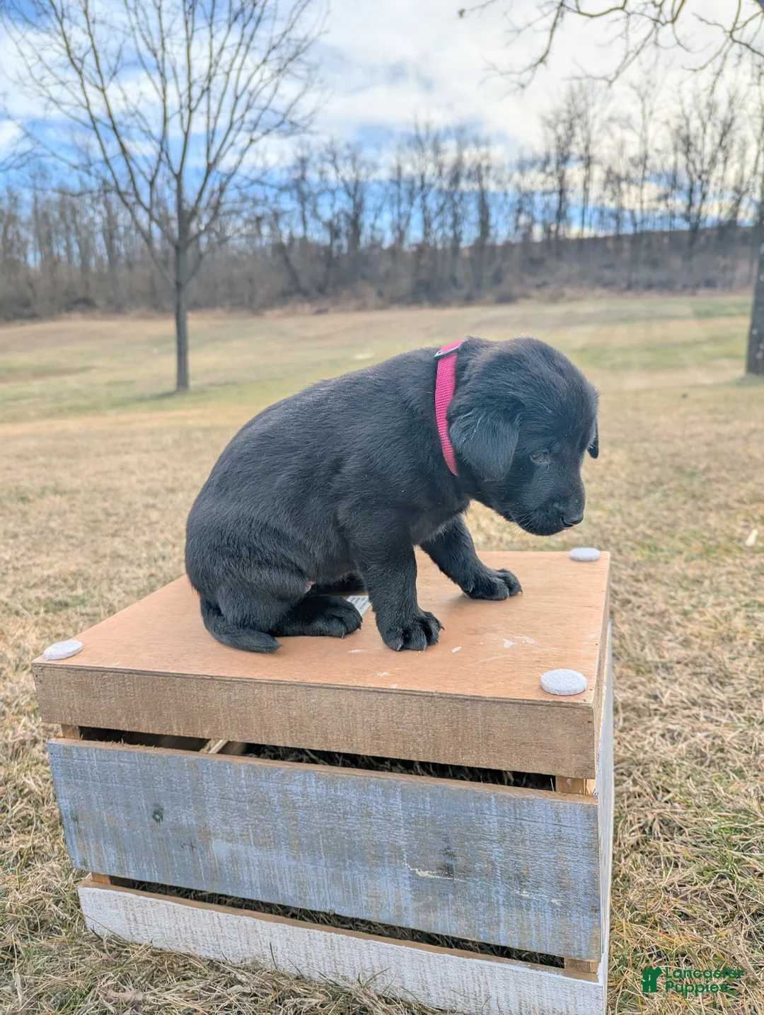 Labrador Retriever dogs for sale: Bella - Ad 4