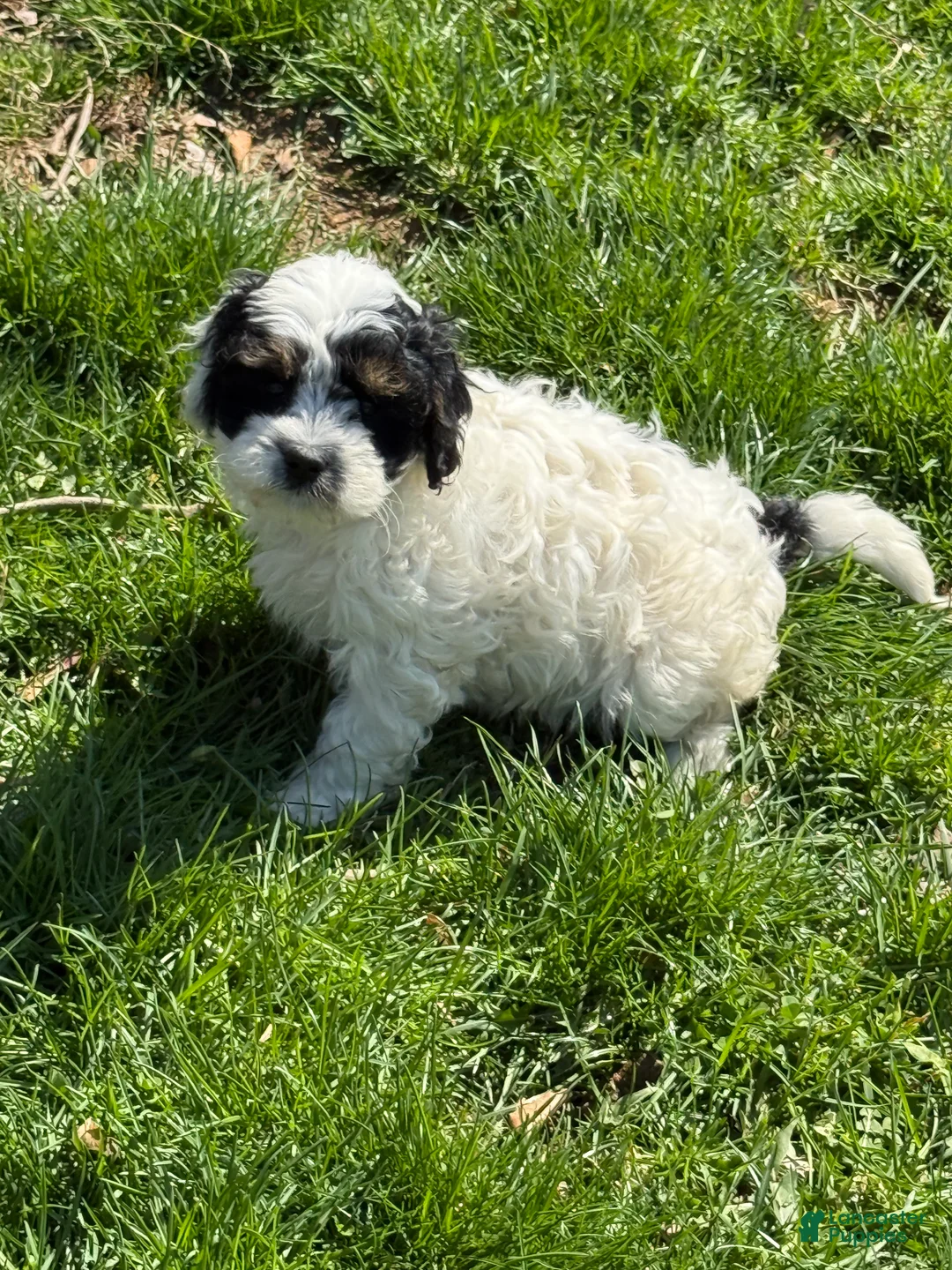 Cavapoo dogs for sale: Carlie - Ad 2