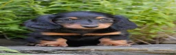 Miniature Dachshund dogs for sale: Mayor - Ad 1