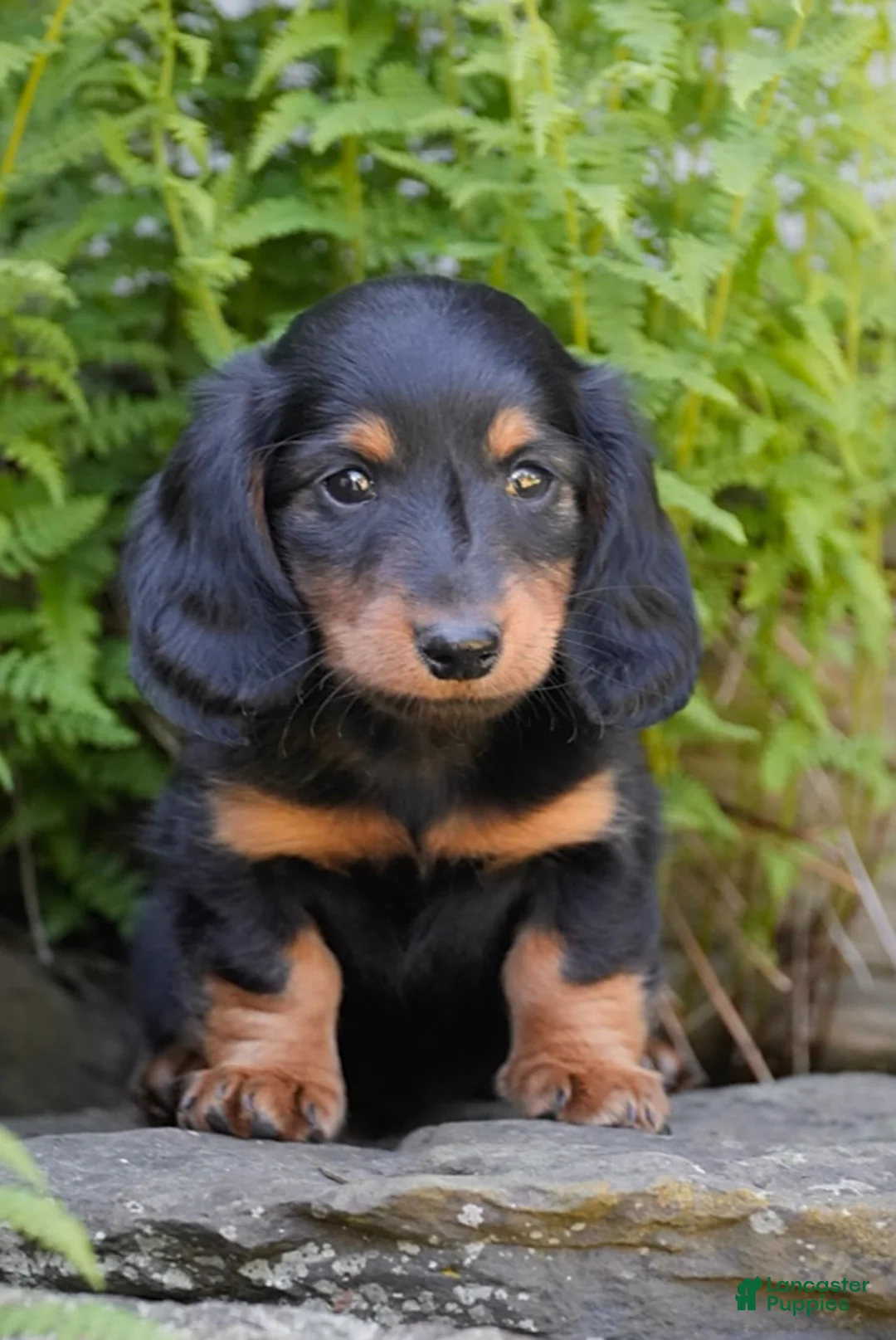 Miniature Dachshund dogs for sale: Mayor - Ad 1