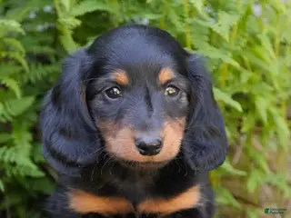 Miniature Dachshund dogs for sale: Mayor - Ad 3