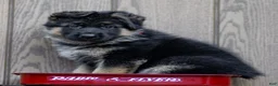 German Shepherd dogs for sale: Zola - Ad 3