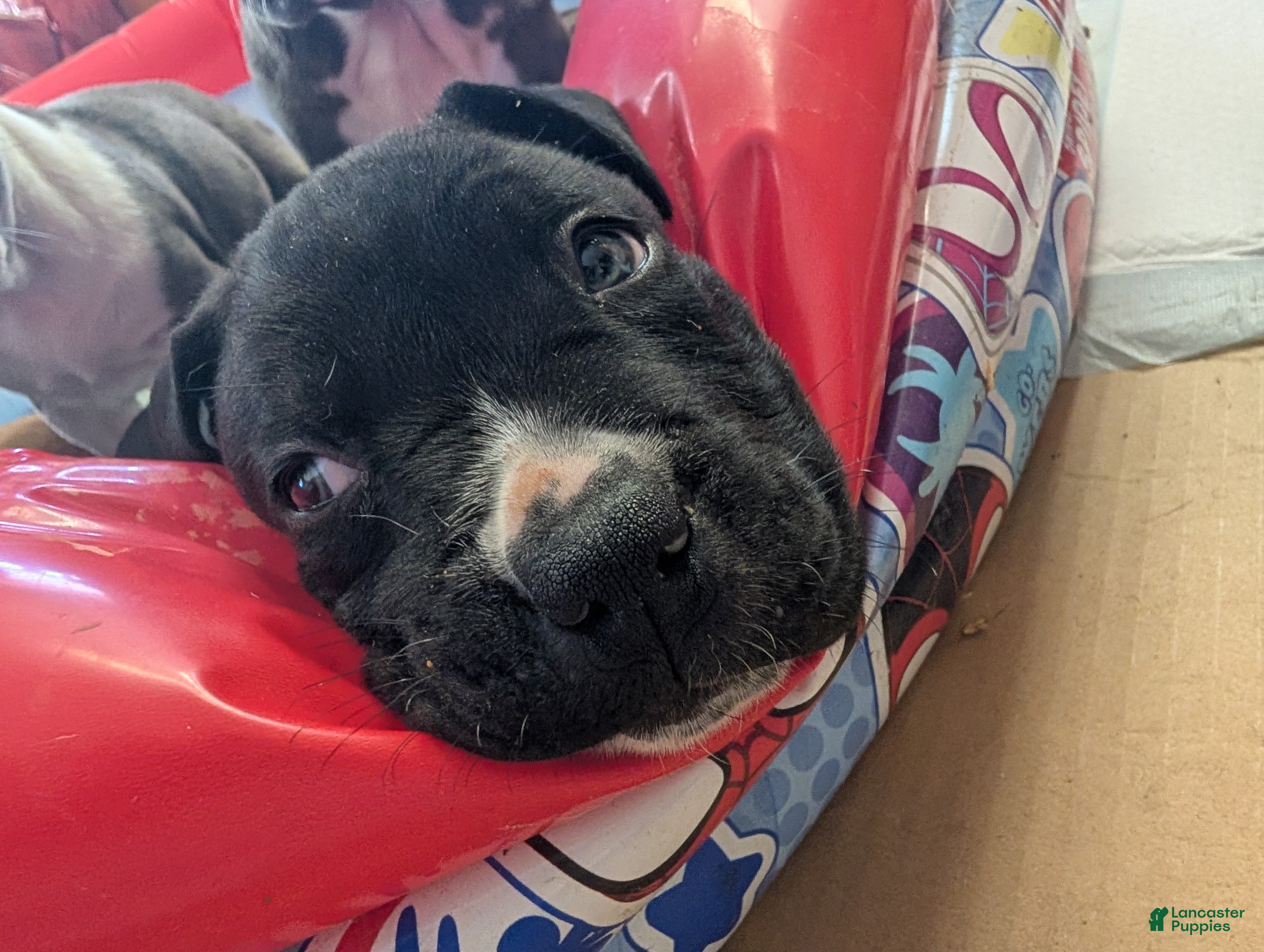 American Pit Bull Terrier dogs Midnight - Ad 2