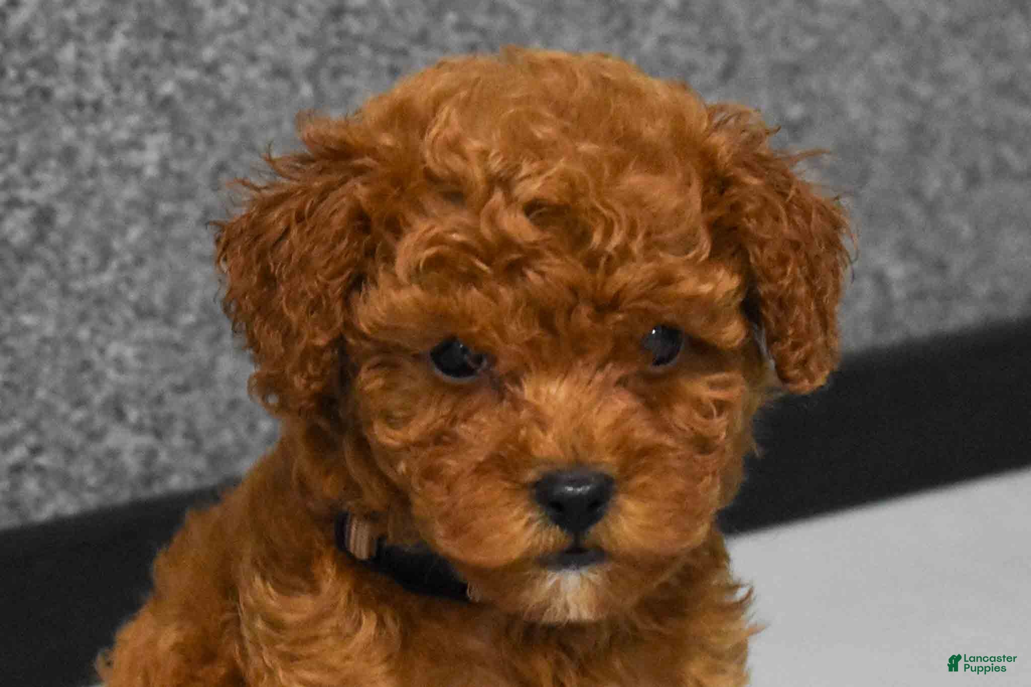 Miniature Poodle dogs   Logan🐶 - Ad 2