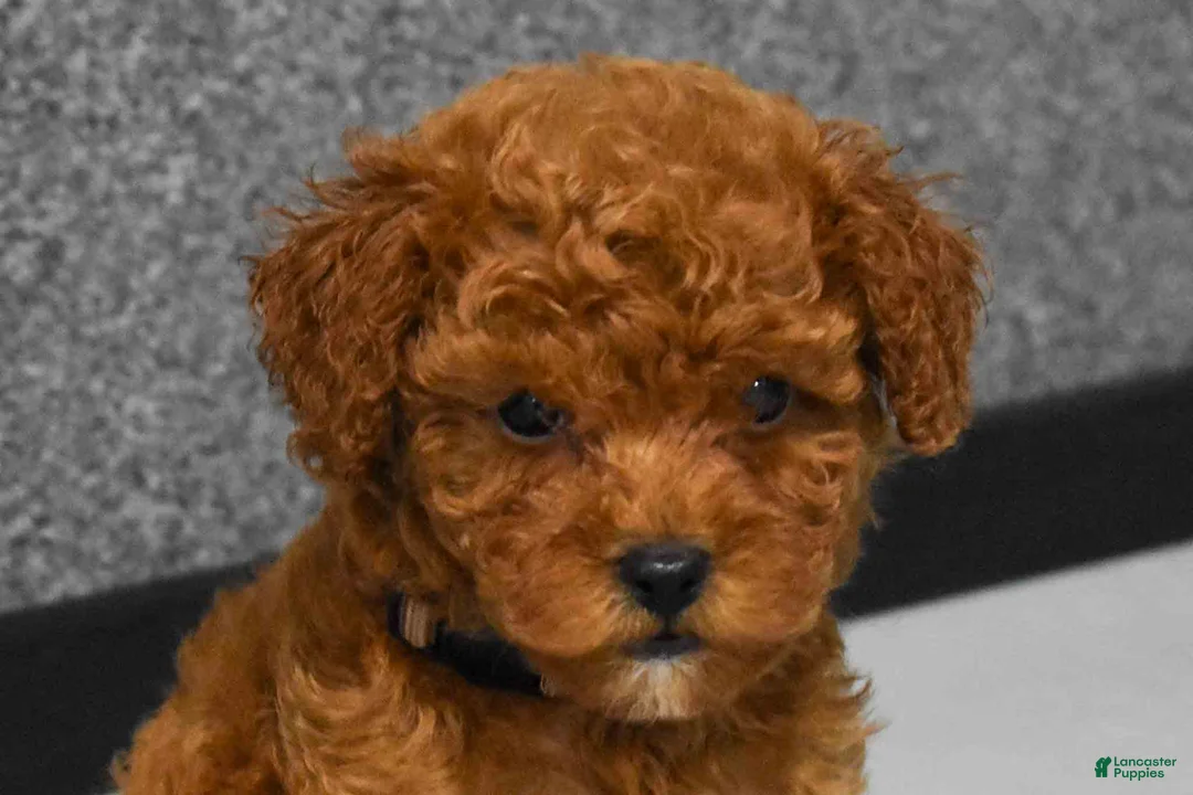 Miniature Poodle dogs for sale:   Logan🐶 - Ad 2
