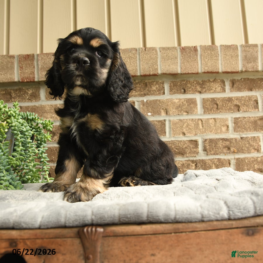 English Cocker Spaniel dogs Mark - Ad 1