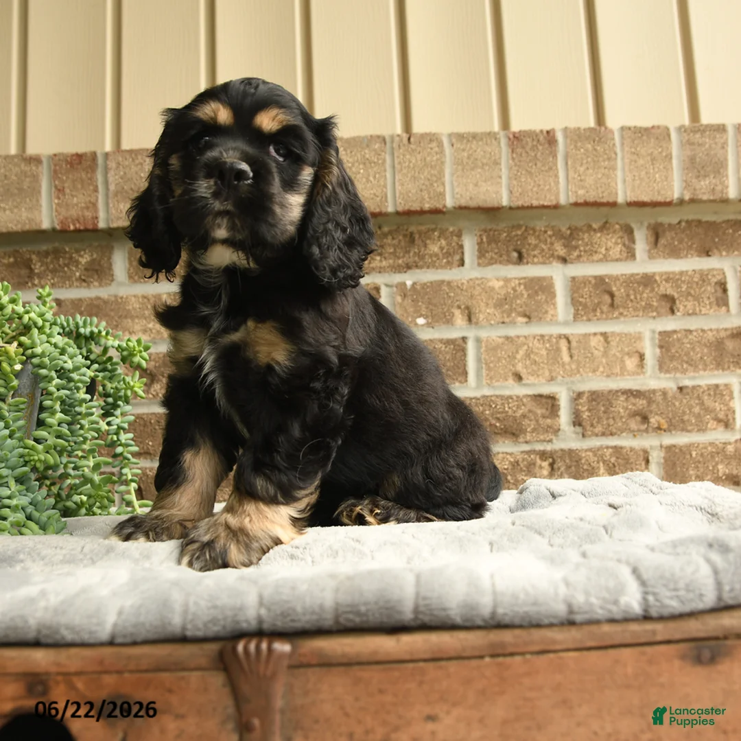 English Cocker Spaniel dogs for sale: Mark - Ad 1