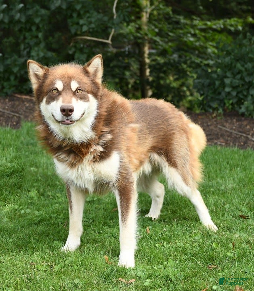 Gallery Image {{count}}