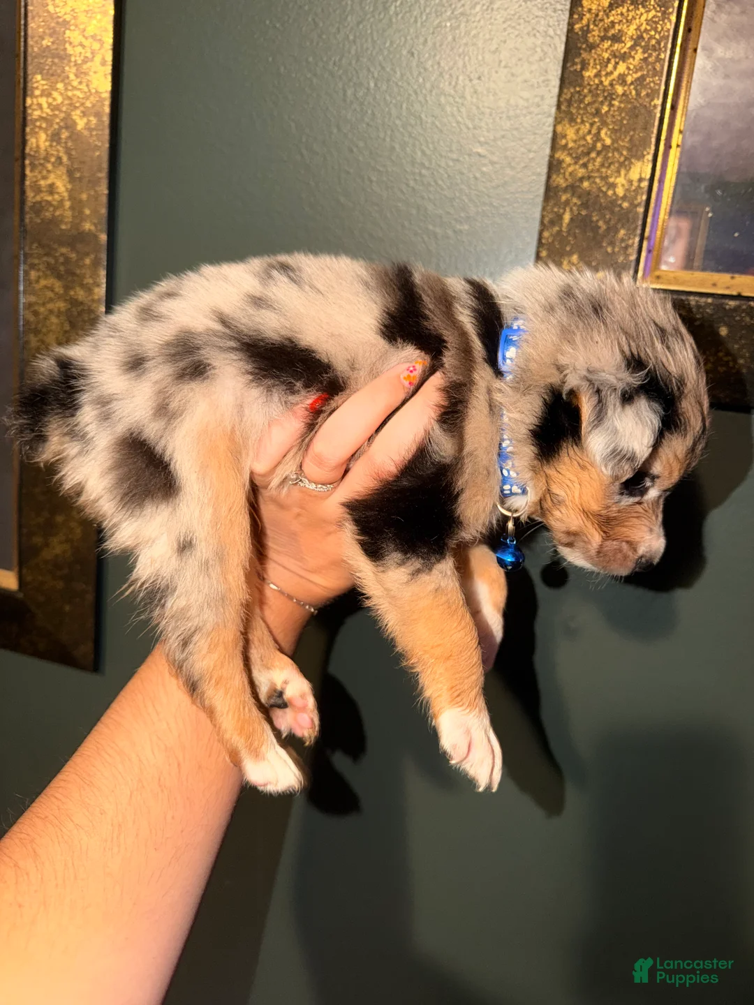 Australian Shepherd dogs for sale: Dark Blue  - Ad 3