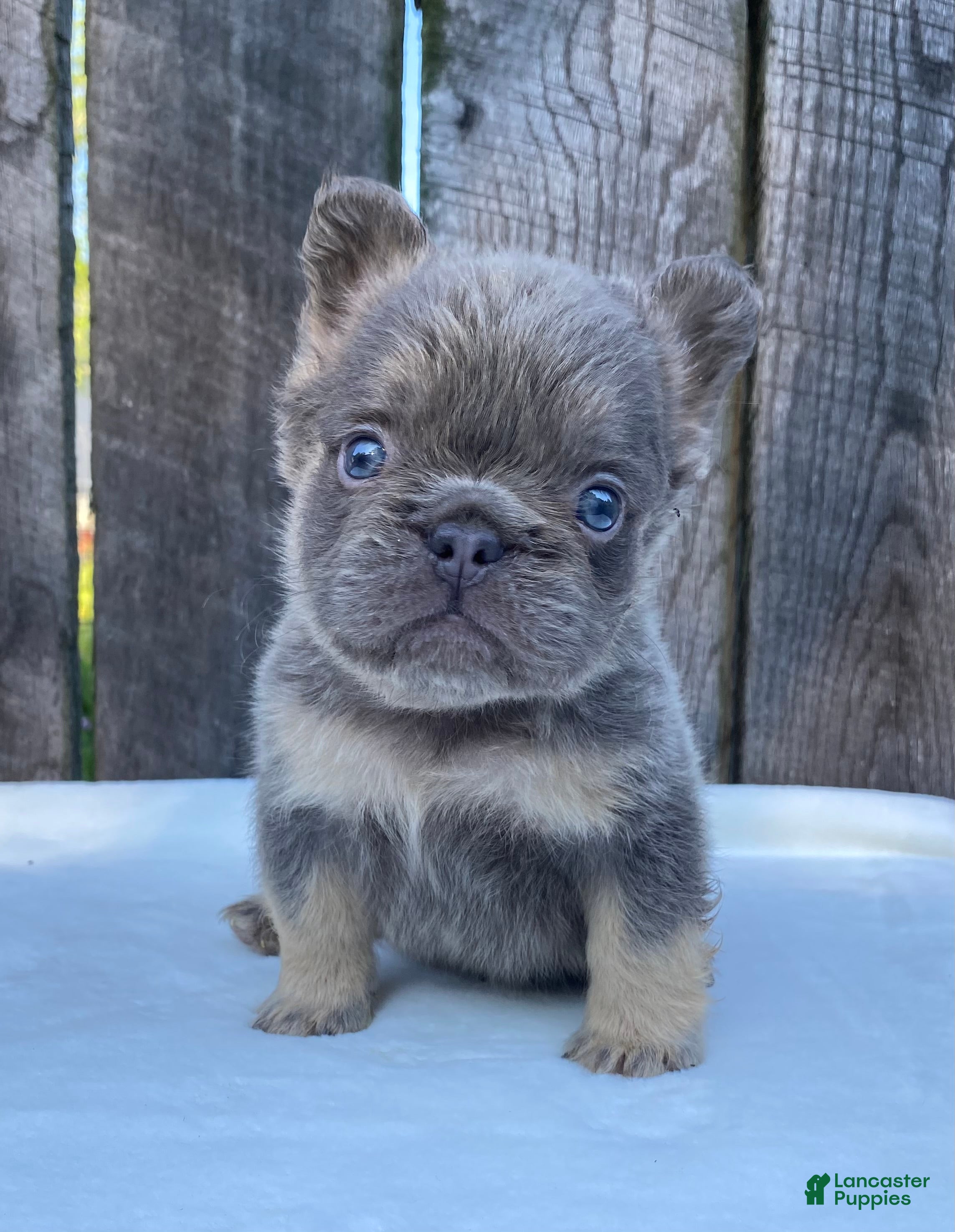 French Bulldog dogs Champ - Ad 1