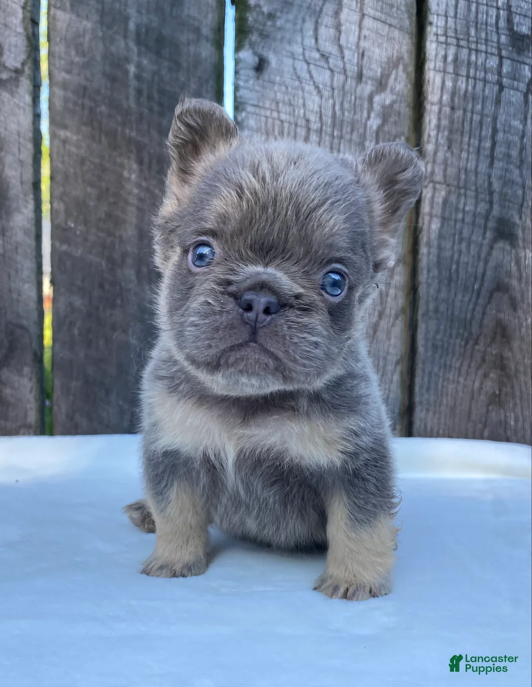 French Bulldog dogs for sale: Champ - Ad 1