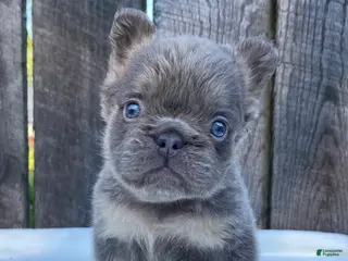 French Bulldog dogs for sale: Champ - Ad 1