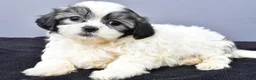 Malshi dogs for sale: Jade - Ad 4