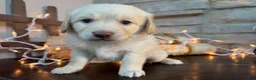 Mixed Breed dogs for sale: Butterscotch (Girl) - Ad 4