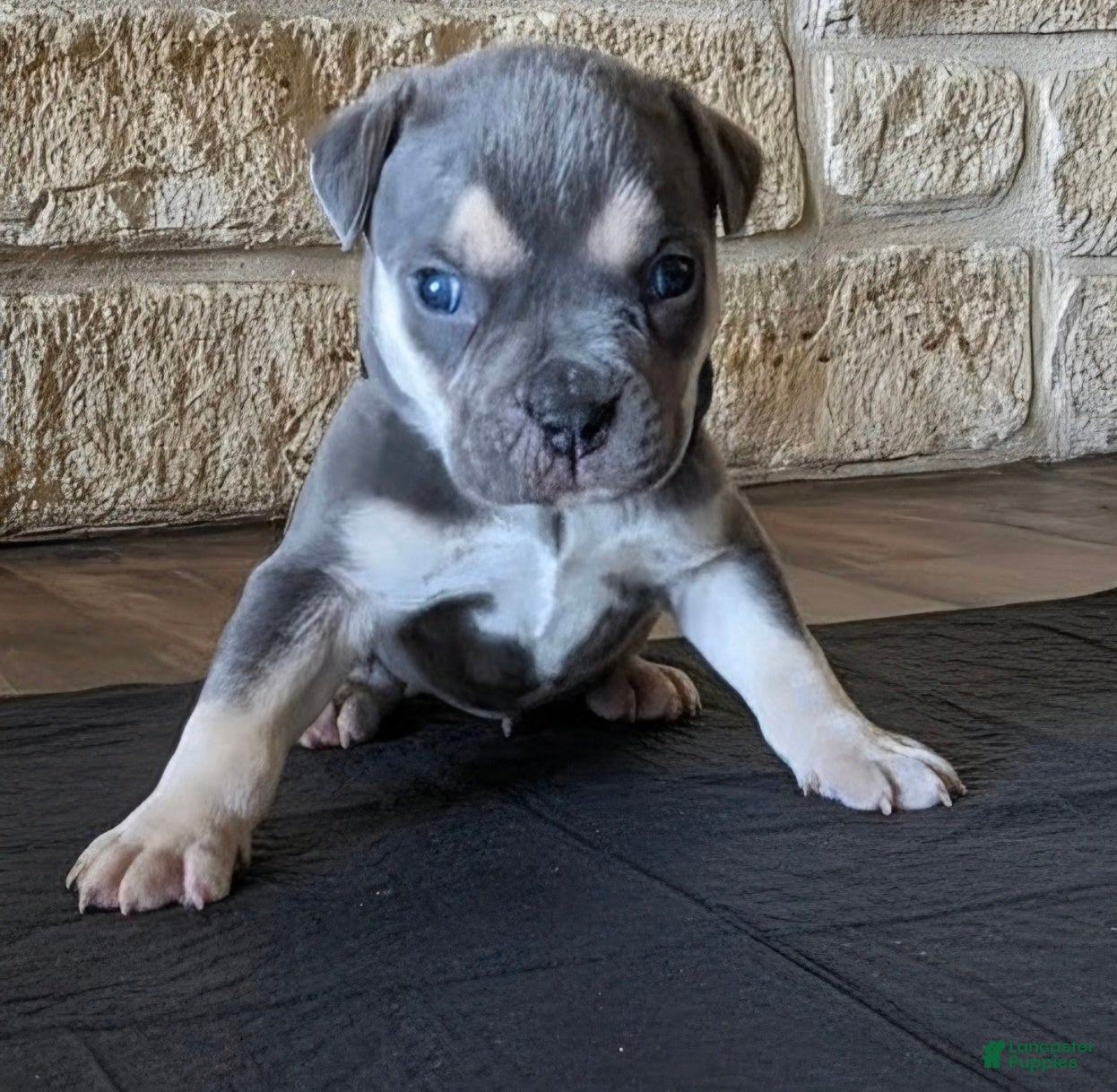 American Bully dogs Arvada "Arvie" - Ad 1