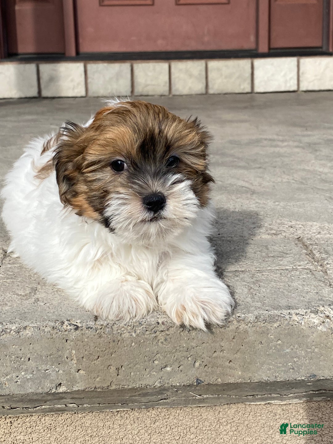 Havanese dogs for sale: Homer - Ad 2
