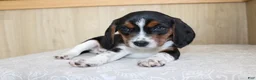 Beagle dogs for sale: Vinson - Ad 4