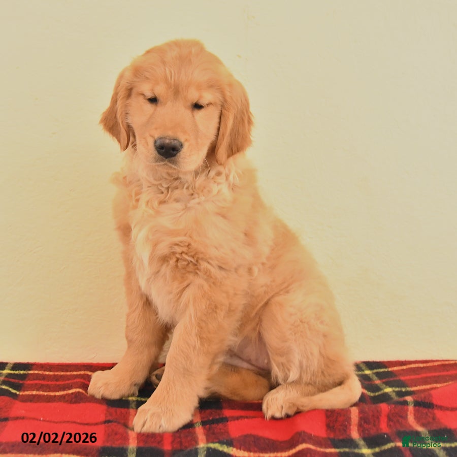 Golden Retriever dogs River - Ad 20