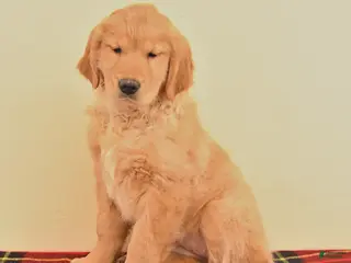 Golden Retriever dogs River - Ad 20