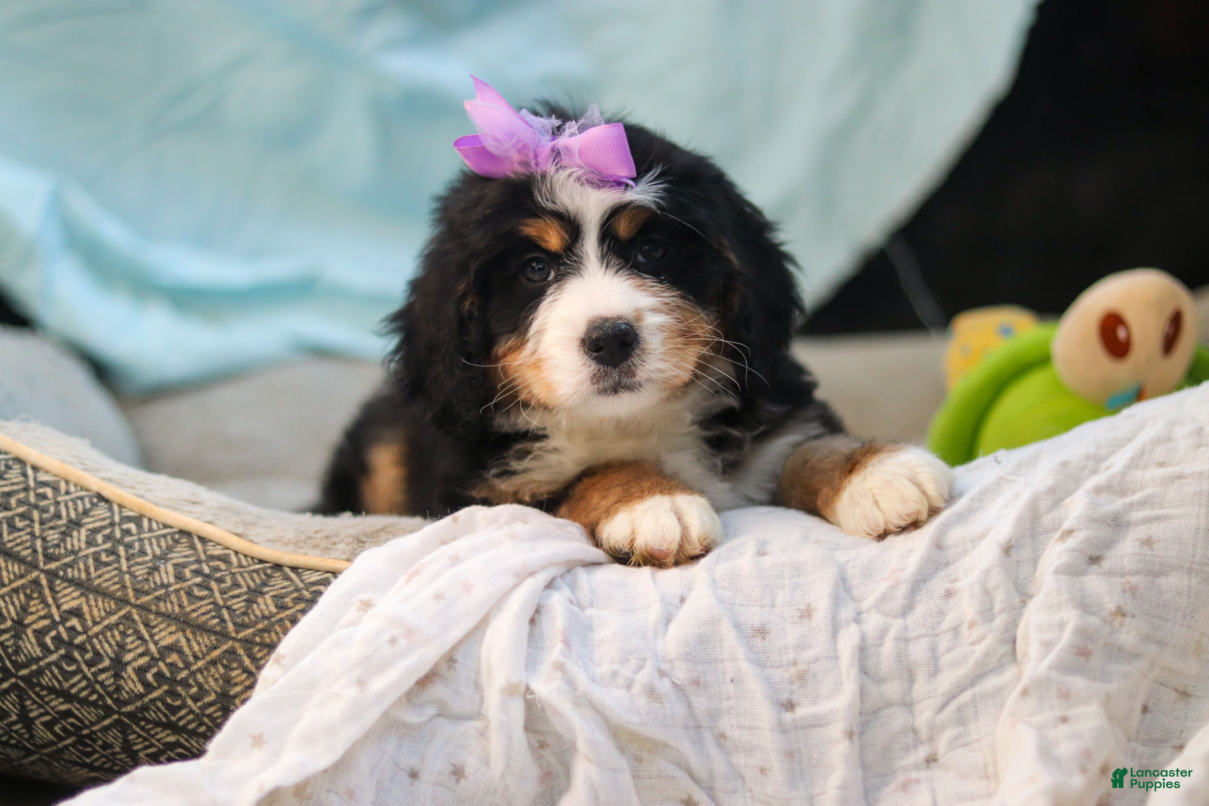 Mini Bernedoodle dogs Chloe - Ad 1
