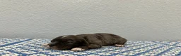 Mini Goldendoodle dogs for sale: Solomon  - Ad 4