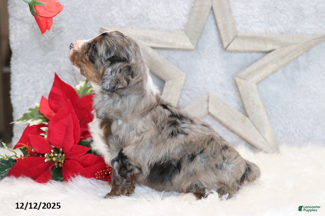 Mini Bernedoodle dogs for sale: Banjo - Ad 4