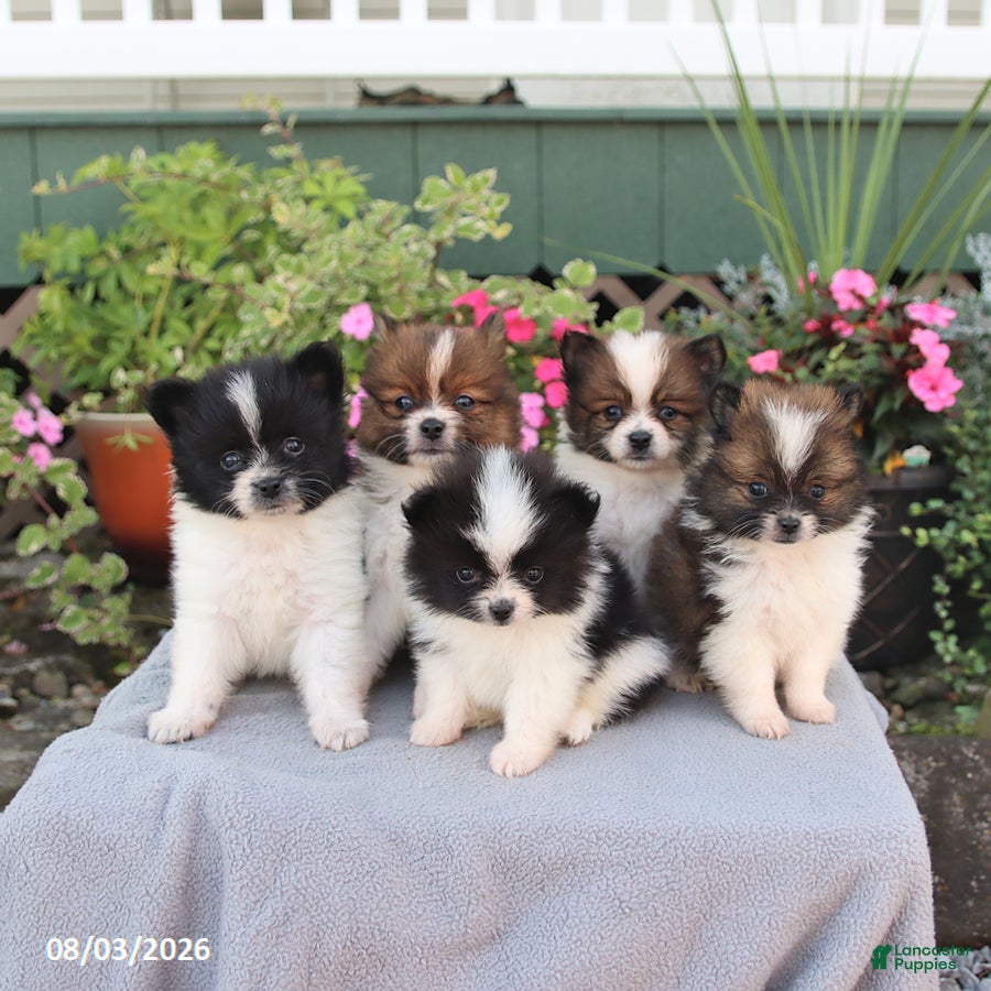Pomeranian dogs Cream Puff - Ad 2