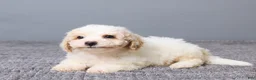 Bichpoo dogs for sale: Kaiden - Ad 5