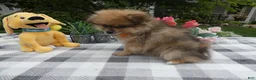 Pomeranian dogs for sale: Pomeranian 1 Trooper - Ad 3