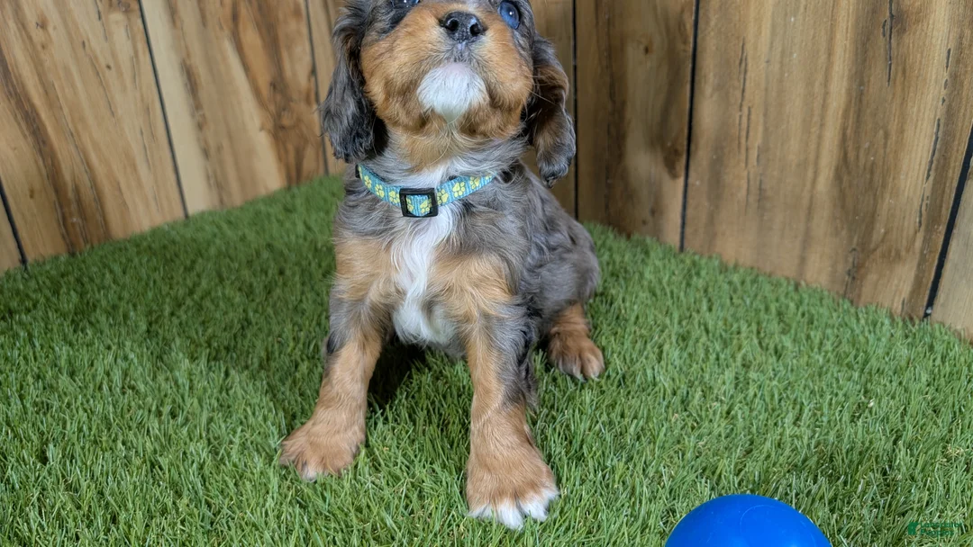 Cavalier King Charles Spaniel dogs for sale: Bertha Boy 2 - Ad 3