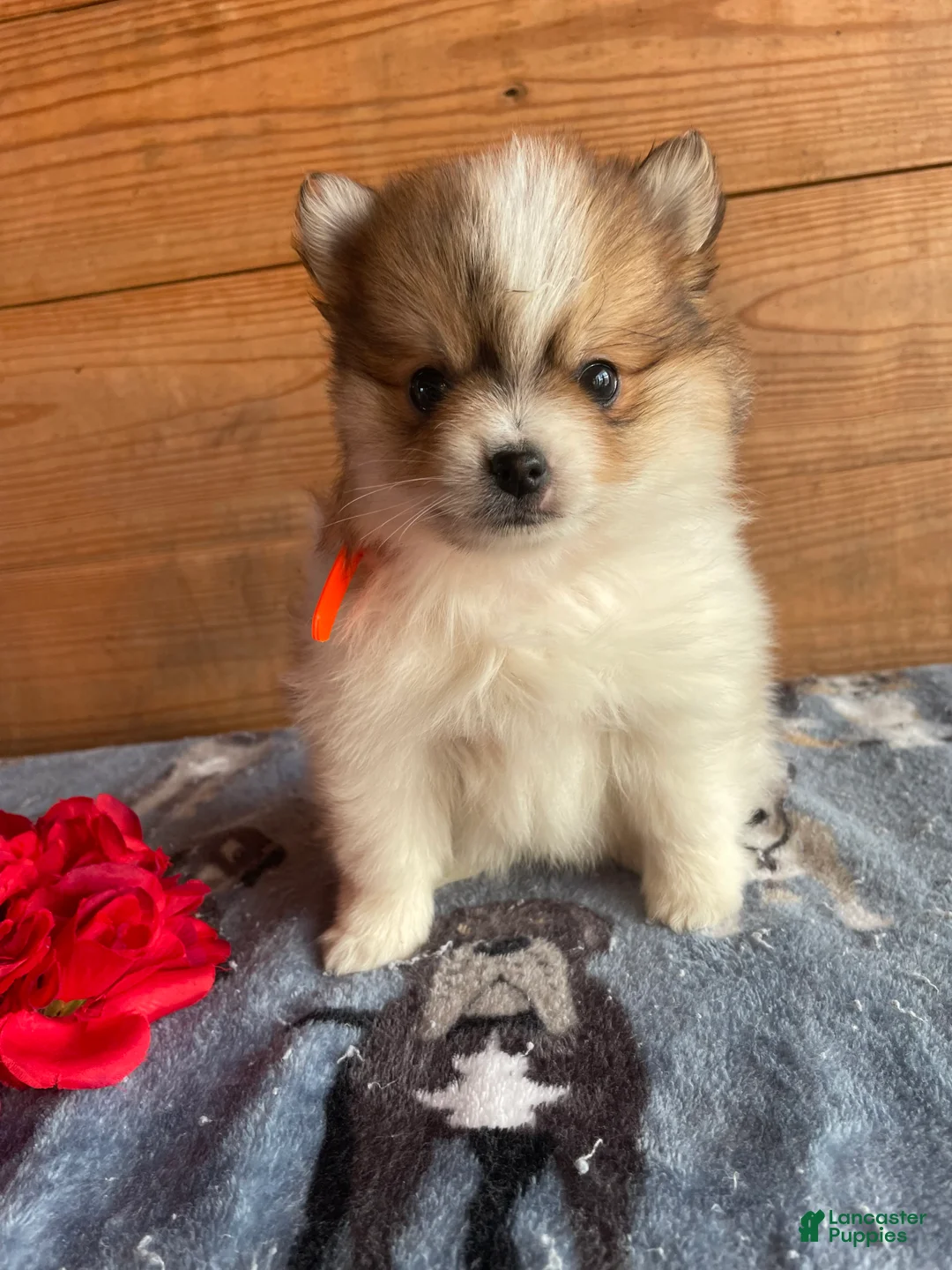 Pomeranian dogs for sale: Oliver - Ad 1