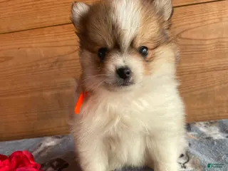 Pomeranian dogs Oliver - Ad 28