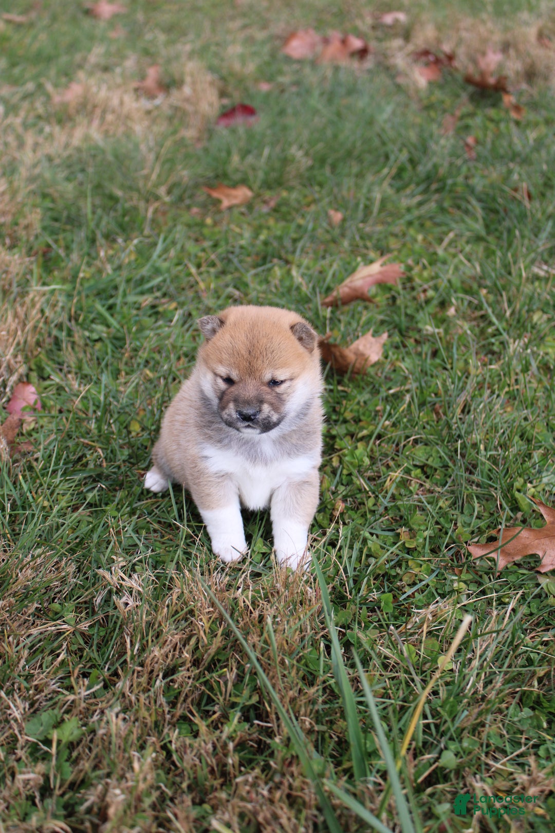 Shiba Inu dogs for sale: Tinsel - Ad 12