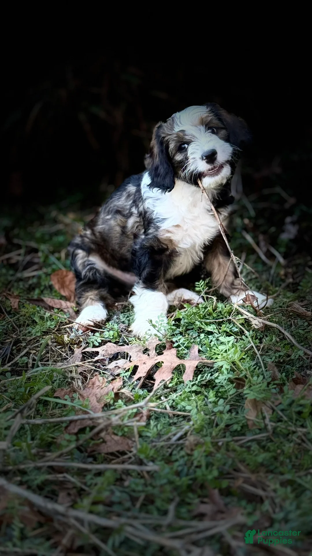 Bernedoodle dogs for sale: Olivia - Ad 2