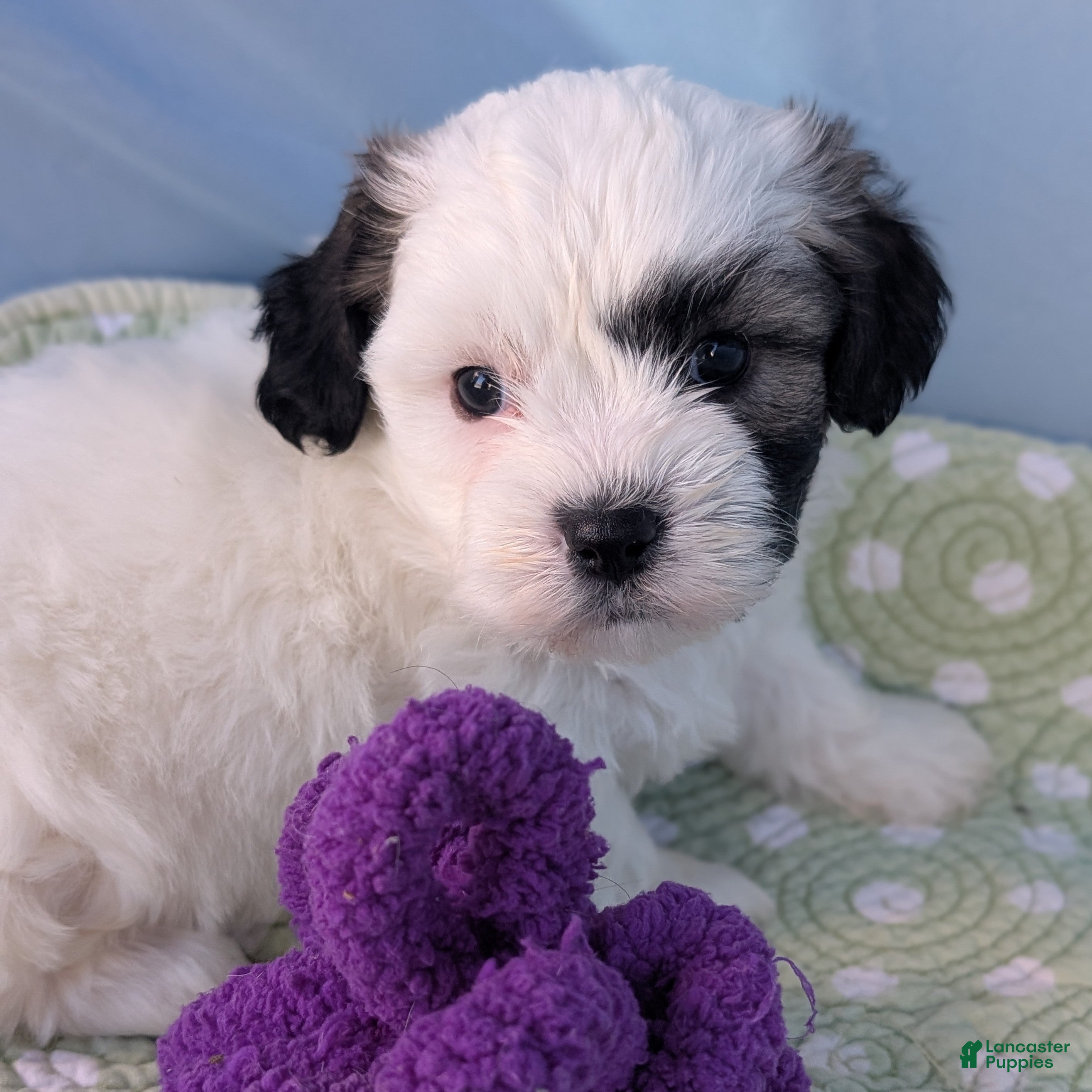 Teddy Bear dogs Snowflake - Ad 8