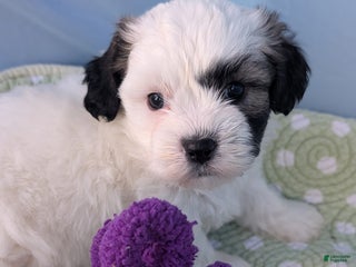 Teddy Bear dogs Snowflake - Ad 20