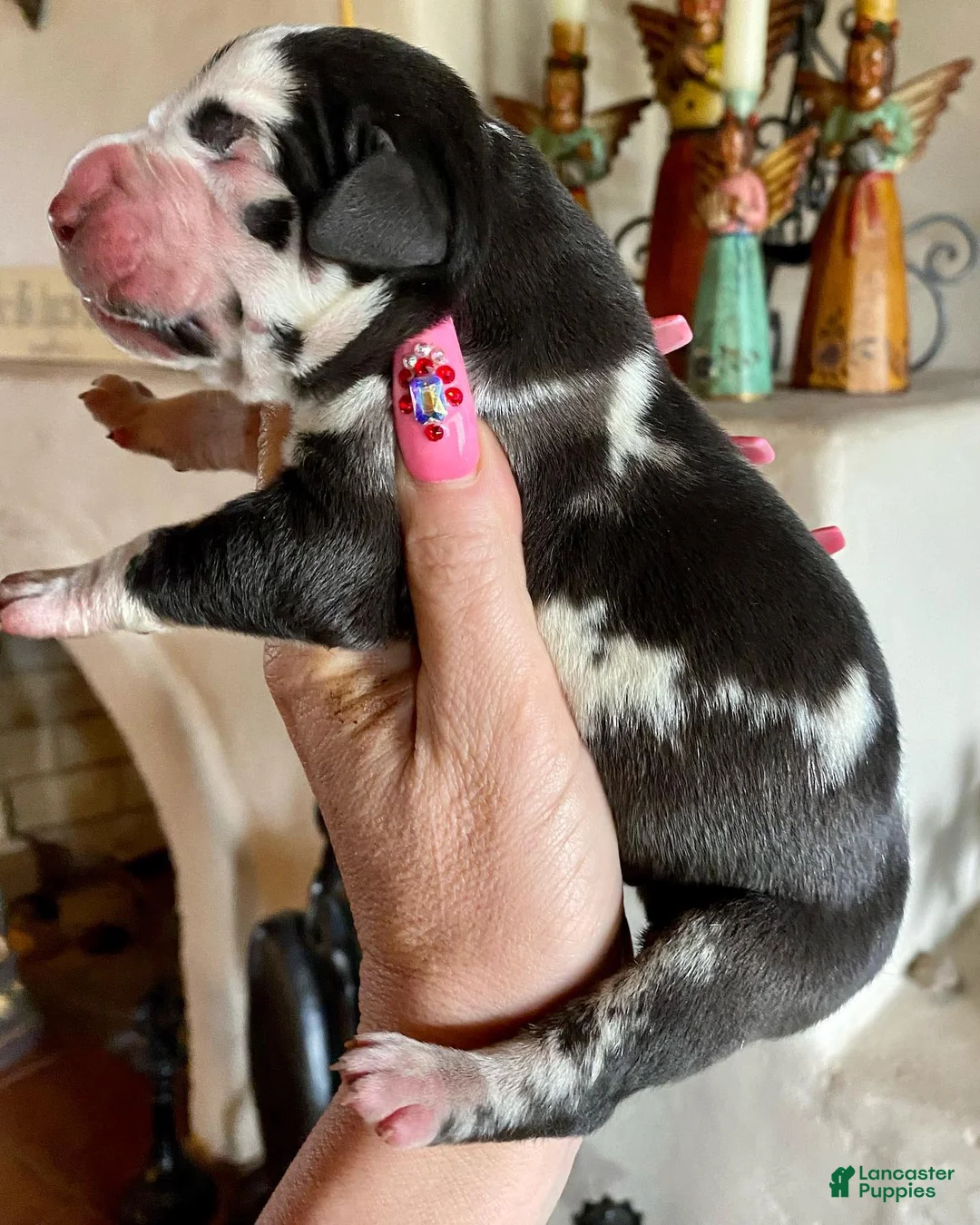 Great Dane dogs for sale: Phantom's Goat of the NBA "LeBron James"  - Ad 2