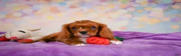 Cavalier King Charles Spaniel dogs for sale: Chase - Ad 3