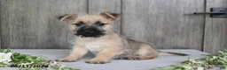 Cairn Terrier dogs for sale: Archie - Ad 4