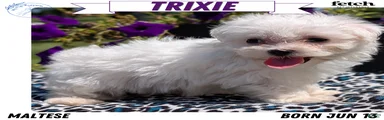 Trixie