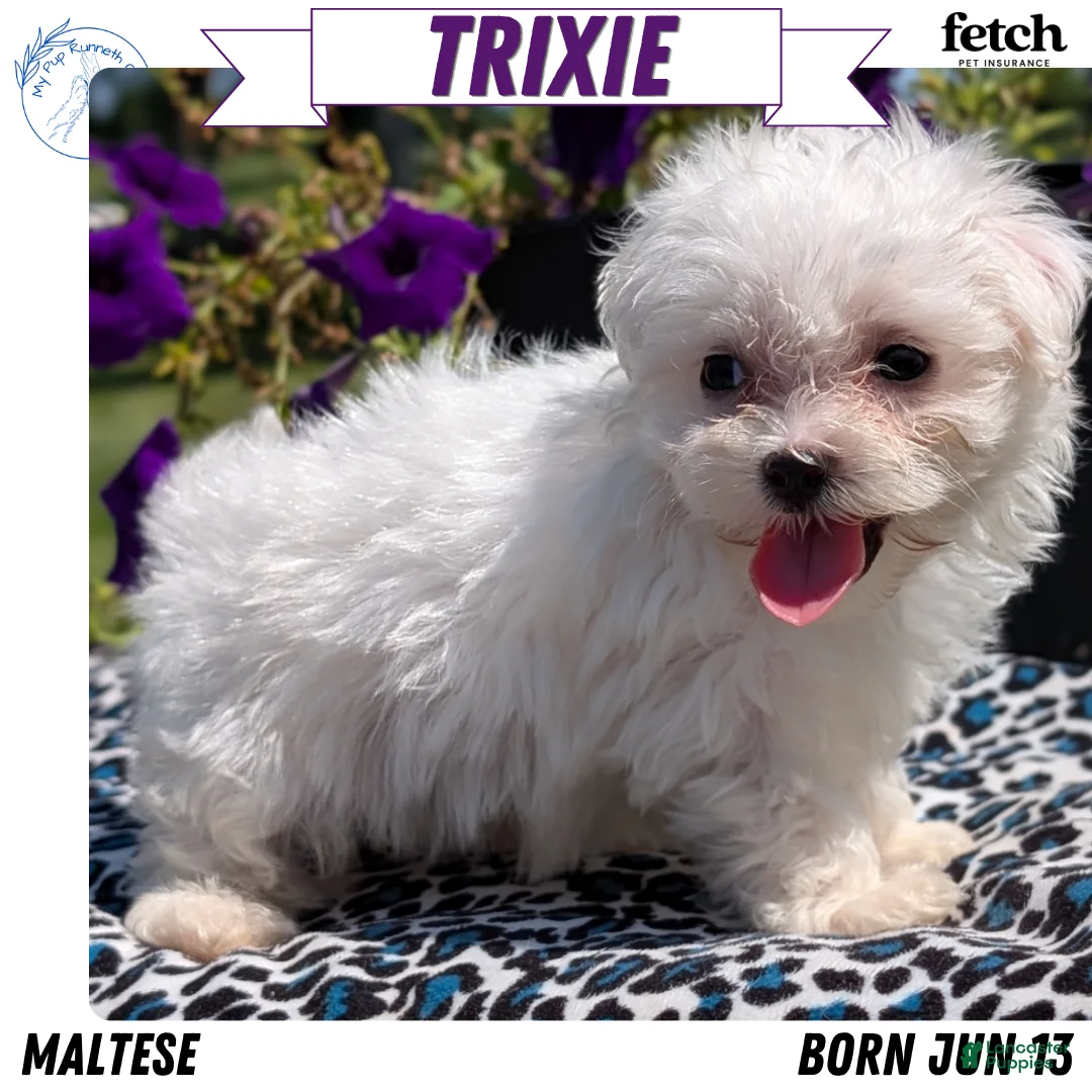Maltese dogs for sale: Trixie - Ad 1
