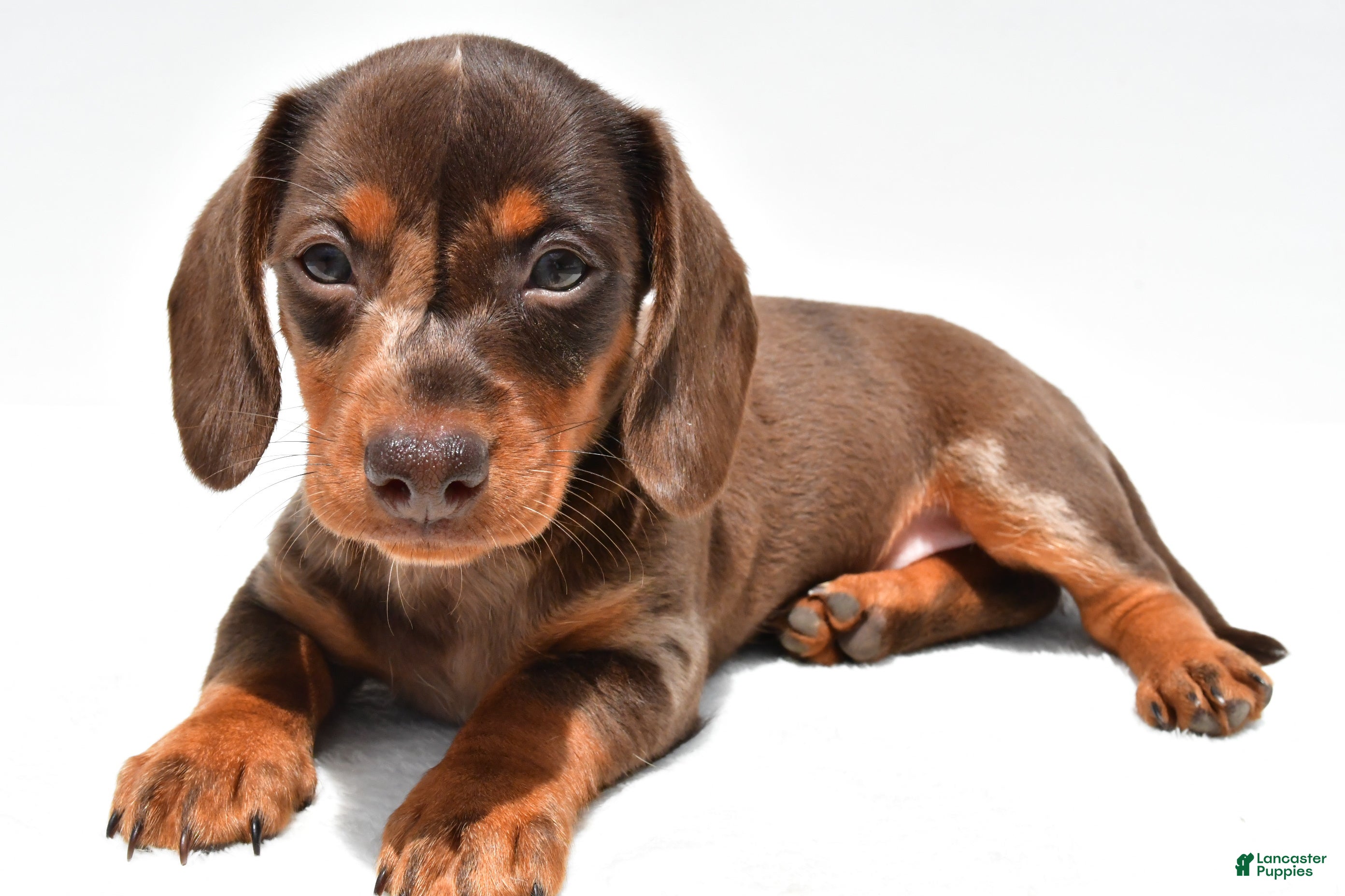 Miniature Dachshund dogs for sale: Teresa - Ad 2