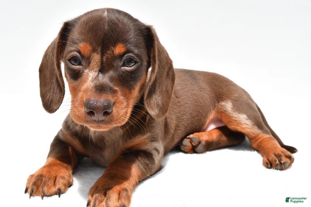 Miniature Dachshund dogs for sale: Teresa - Ad 1