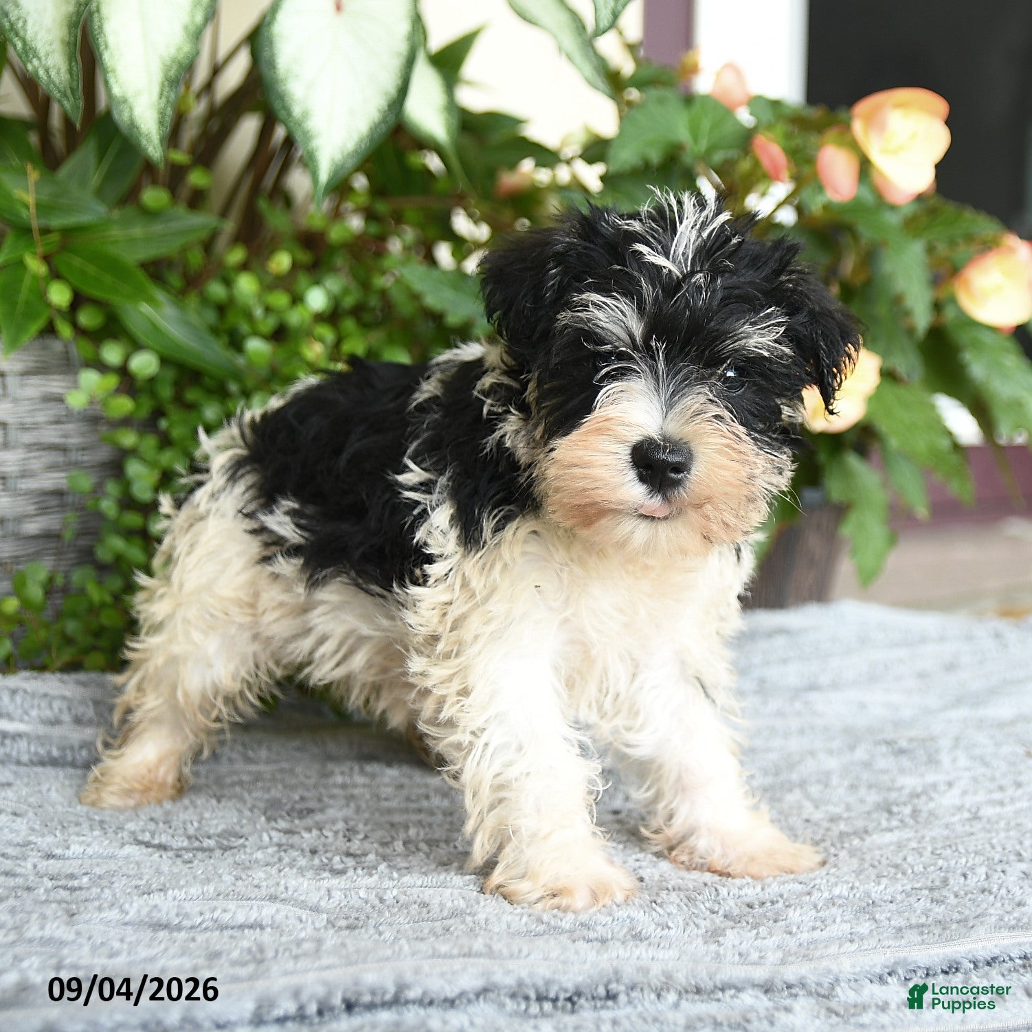 Miniature Schnauzer dogs Shawn  - Ad 2