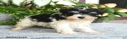 Miniature Schnauzer dogs for sale: Shawn  - Ad 2
