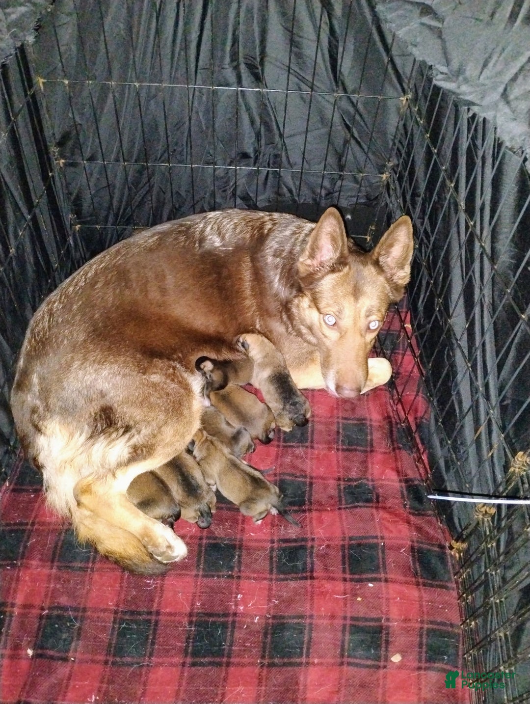 Mixed Breed dogs for sale: Sasha - Ad 4