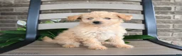 Havapoo dogs for sale: Angel Girl - Ad 3