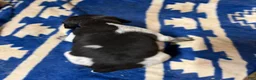German Shorthaired Pointer dogs for sale: German Shorthaired Pointer 6 - Ad 1