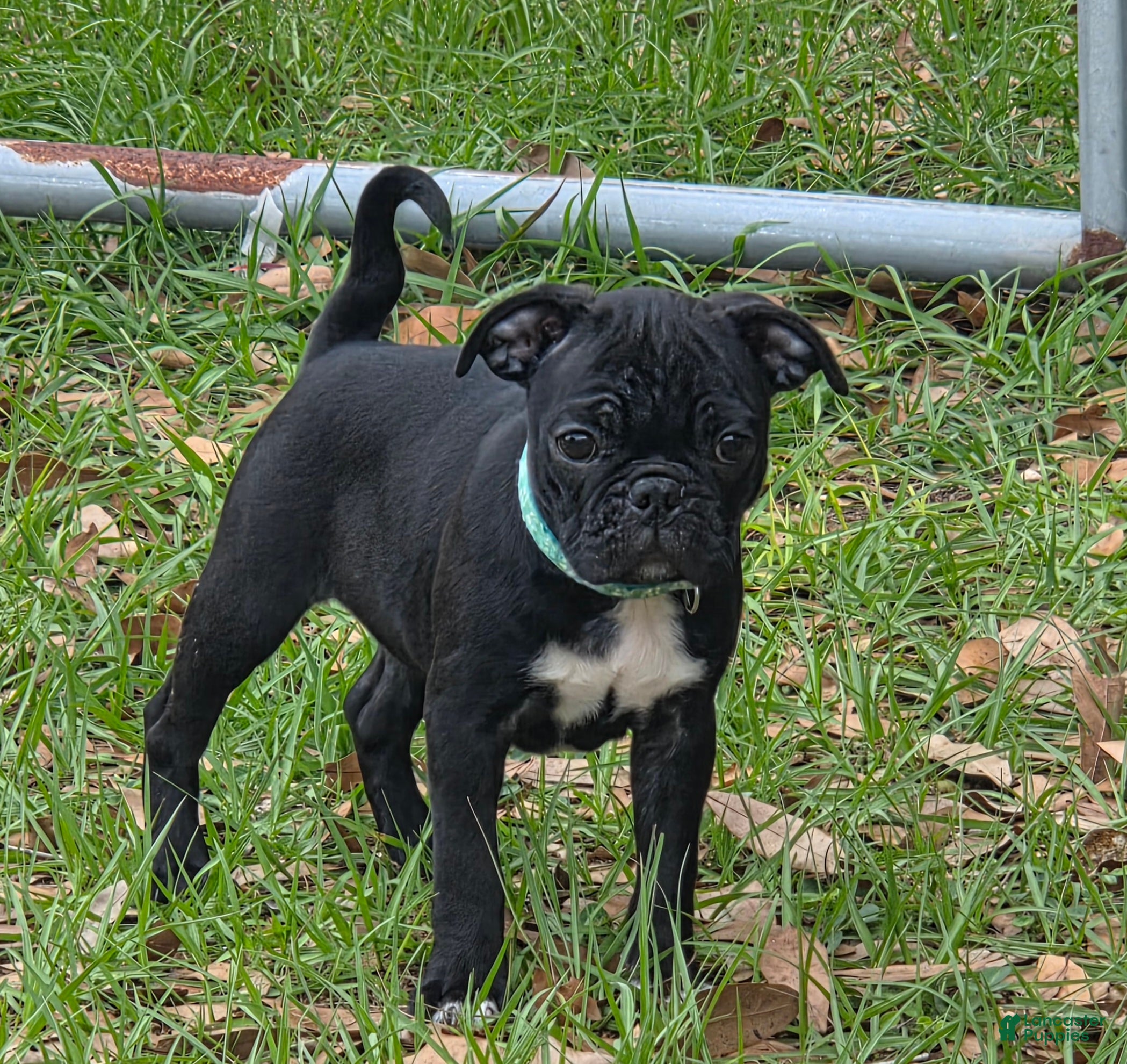 Mixed Breed dogs Lacey - Ad 1